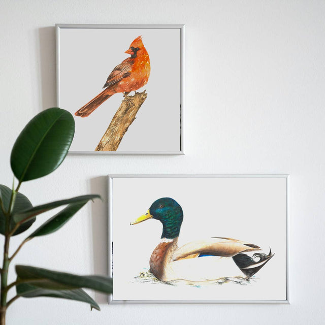 Plumes & Blossoms - Cardinal Print