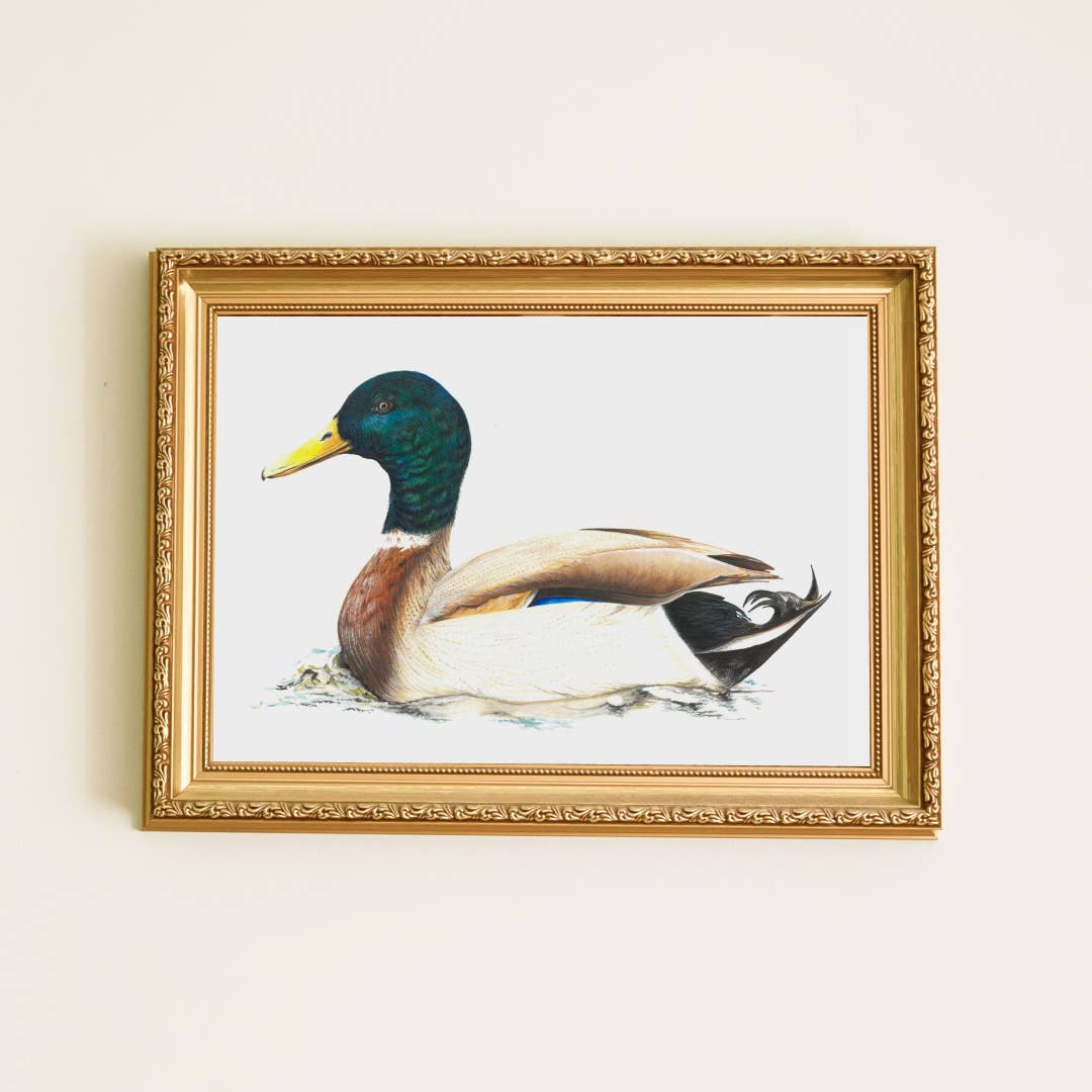 Plumes & Blossoms - Mallard Duck Print