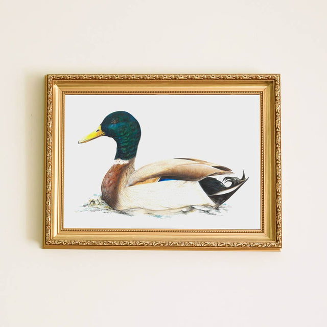 Plumes & Blossoms - Mallard Duck Print