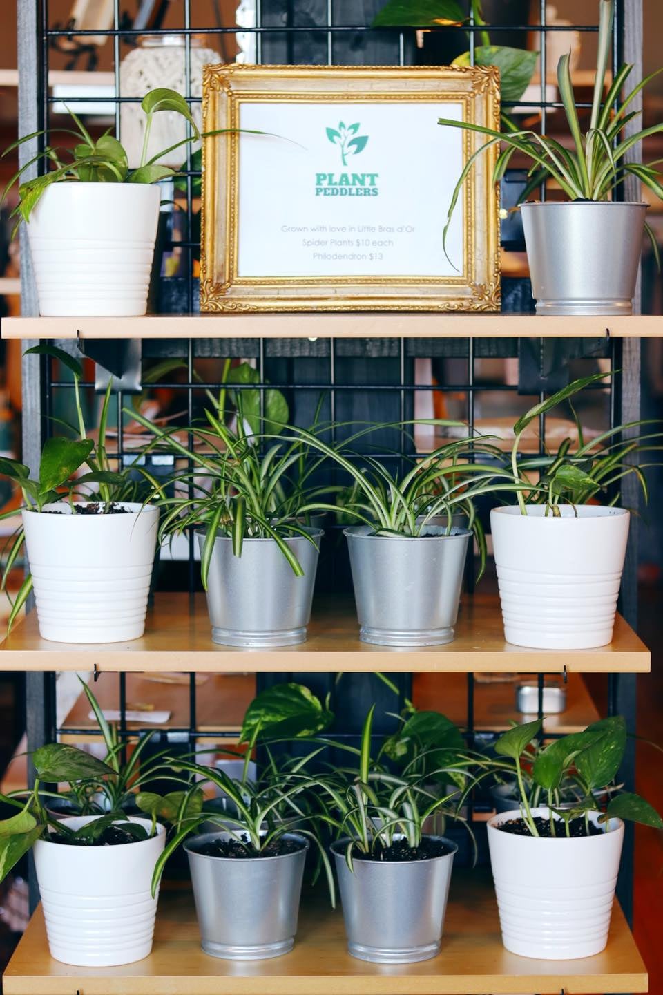 Spider Plants by Plant Peddlers