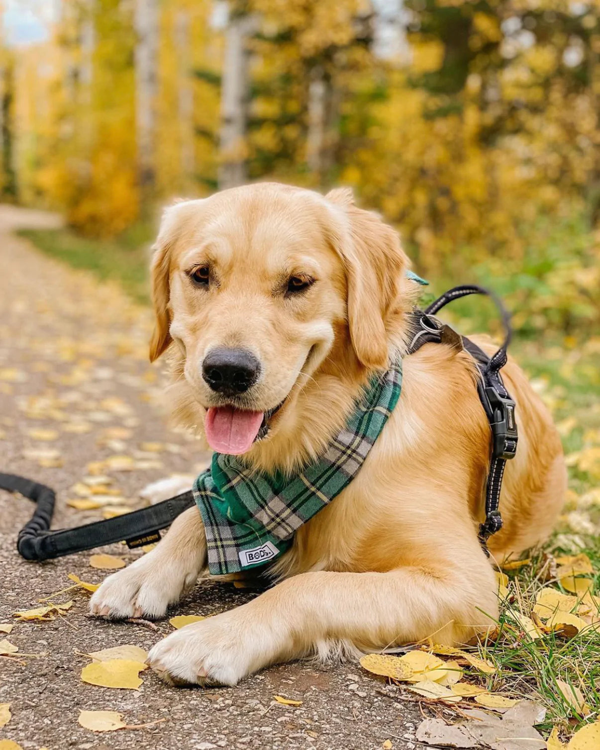 Bodes Pet Bandanas