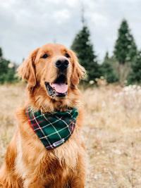 Bodes Pet Bandanas