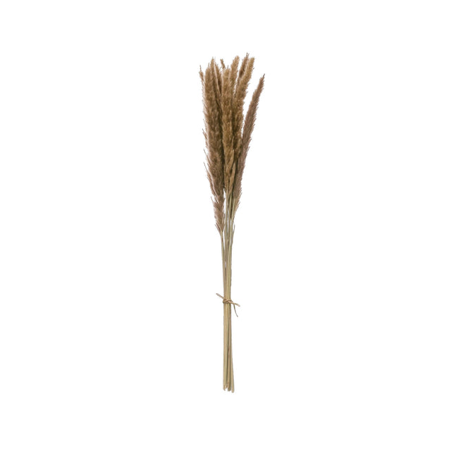 Dried Natural Pampas Grass Bunch