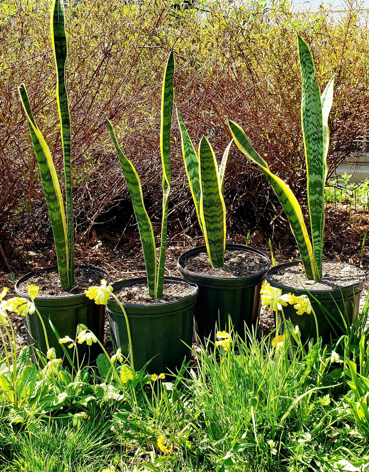 Snake Plant